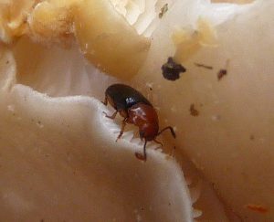 pleasing fungus beetle