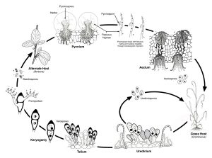 rust life cycle