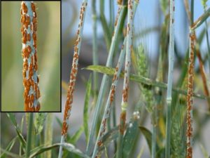 Wheat Stem Rust