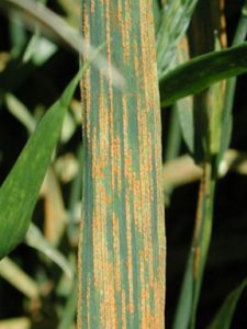 Wheat Stripe Rust