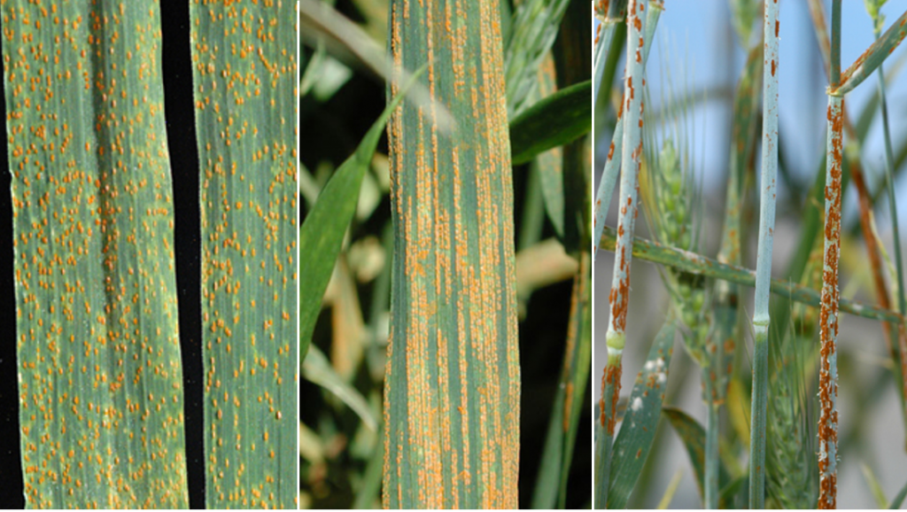 Wheat Leaf Rust, Wheat Stripe Rust, and Wheat Stem Rust