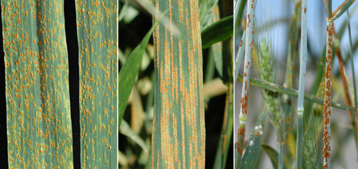 Wheat Leaf Rust, Wheat Stripe Rust, and Wheat Stem Rust