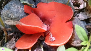 #210: <em>Aleuria aurantia</em>, the Orange Peel Fungus