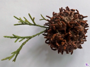 dry telial horns of cedar-apple rust