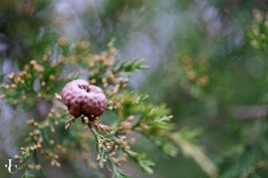 Cedar-Apple Rust Gall