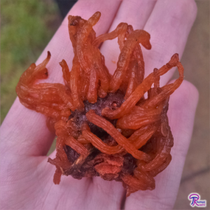 Cedar-Apple Rust with telial horns