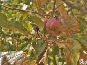 Cedar-Apple Rust on apple tree