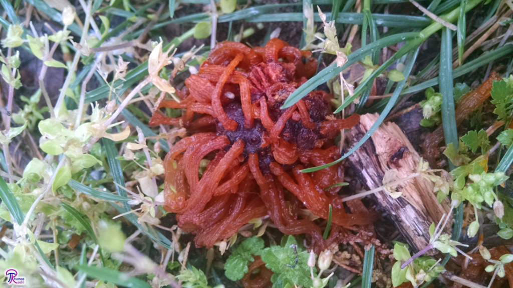 Cedar-Apple Rust telial horns