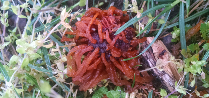 Cedar-Apple Rust telial horns