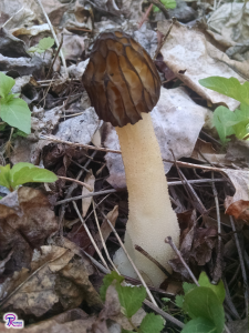 Morchella punctipes