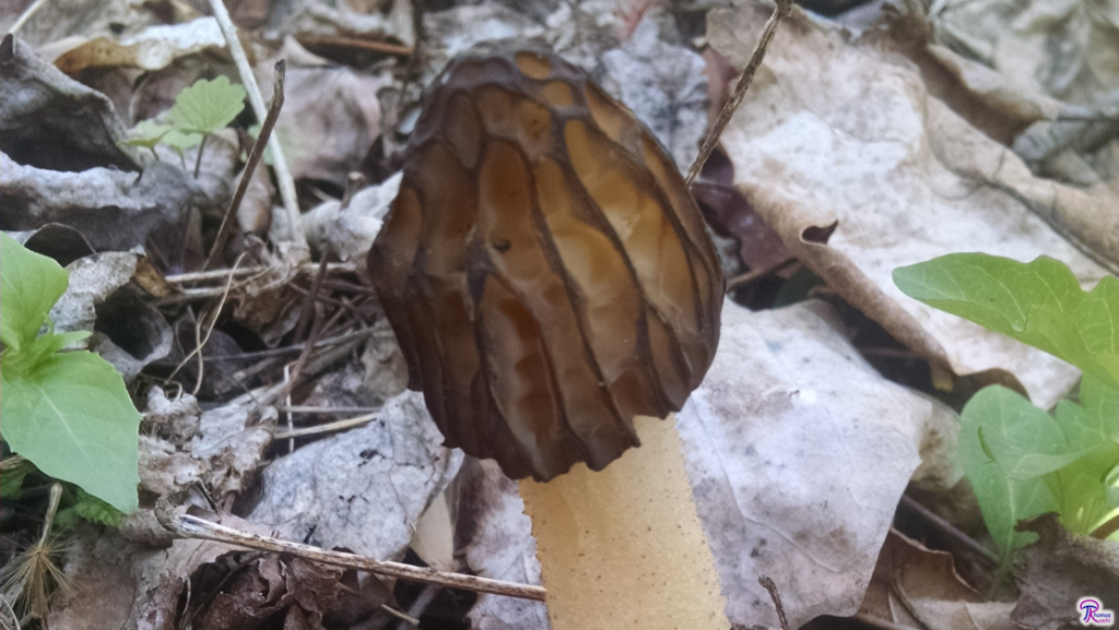 Morchella punctipes