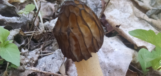 Morchella punctipes