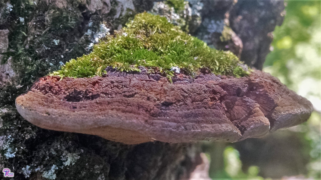 Phellinus robiniae