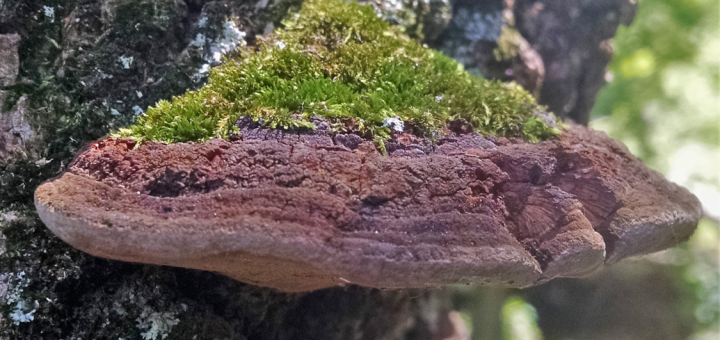 Phellinus robiniae