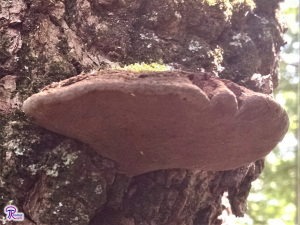 Phellinus robiniae pores