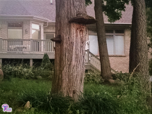 Phellinus robiniae