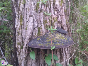 Robinia pseudoacacia bark and mushroom