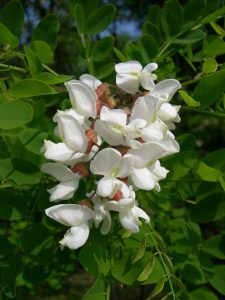 Robinia pseudocacia flowers