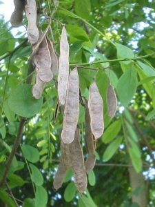 Robinia pseudoacacia seeds