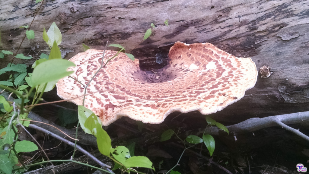 Cerioporus squamosus or Polyporus squamosus