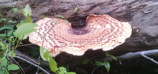 Cerioporus squamosus or Polyporus squamosus