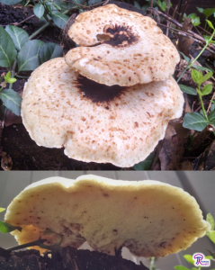 Old Cerioporus squamosus or Polyporus squamosus