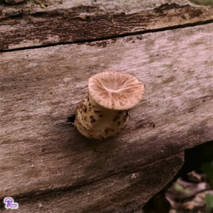 Young Cerioporus squamosus or Polyporus squamosus