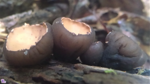 #212: <em>Galiella rufa</em>, The Peanut Butter Cup Fungus