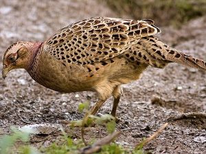 Female common pheasant