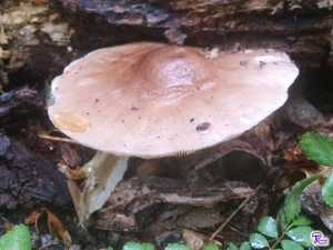 Pluteus cervinus