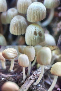 Coprinellus disseminatus