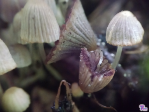 old Coprinellus disseminatus