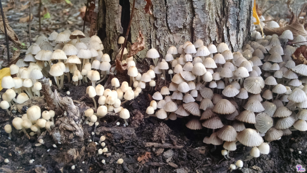 Coprinellus disseminatus