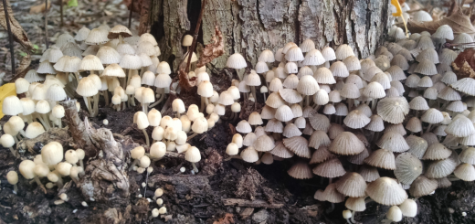 Coprinellus disseminatus