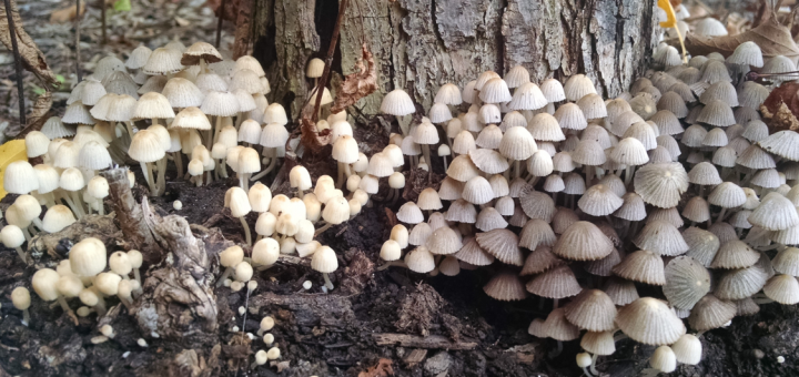 Coprinellus disseminatus