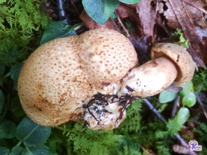 Scleroderma citrinum and Boletus parasiticus