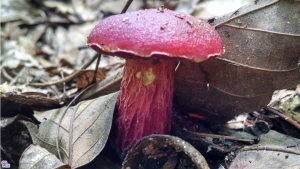 #220: <em>Butyriboletus frostii</em>