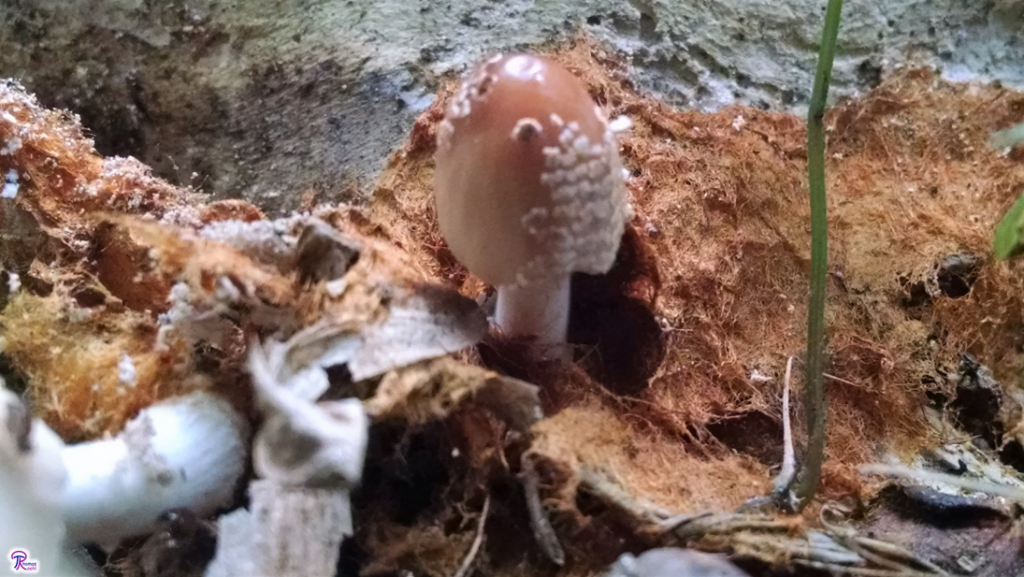 Coprinellus domesticus