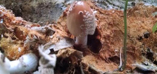 Coprinellus domesticus