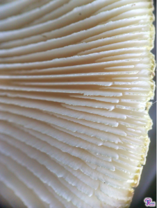 Neolentinus lepideus gills