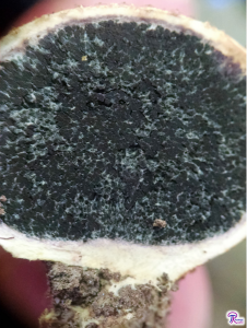 Scleroderma citrinum interior