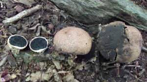 #217: <em>Scleroderma citrinum</em>, The Pigskin Poison Puffball