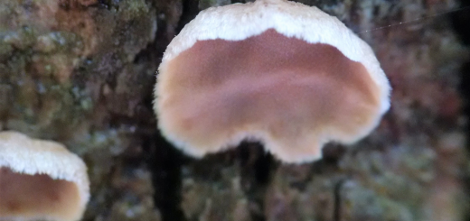 Aleurodiscus oakesii