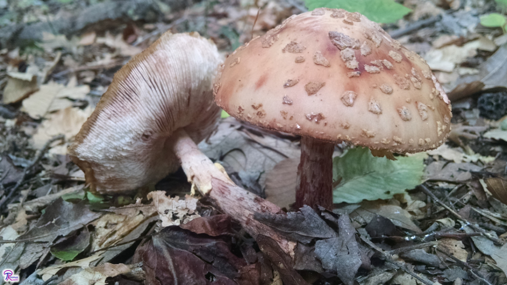 Amanita amerirubescens