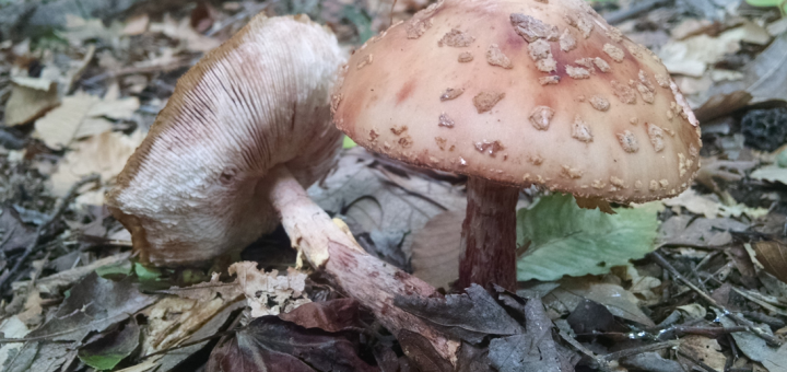 Amanita amerirubescens