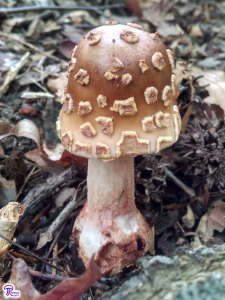 Amanita amerirubescens