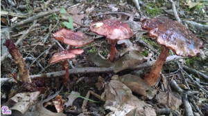 Amanita amerirubescens old