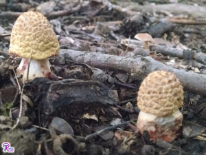 Amanita amerirubescens young