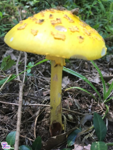 Amanita flavorubens