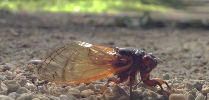 Massospora cicadina infected cicada